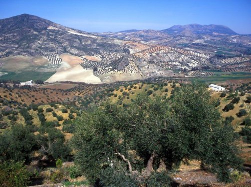 Andalusië landschap